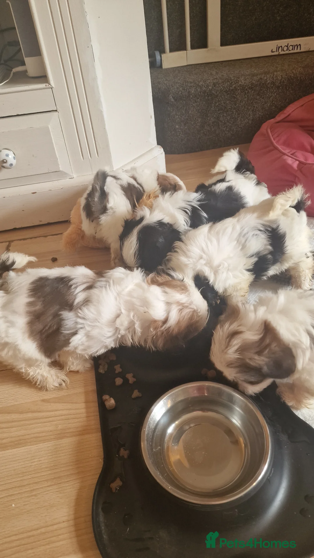 Shih Tzu dogs for sale: 🐾 Amazing Purebred Shih Tzu Puppies Crawley 🐾 - Advert 18