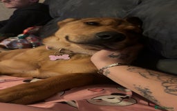 Mixed Breed dogs for sale: rottweiler cross belgian shepherd - Image 4