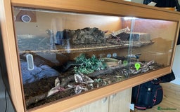 Python Snake reptiles for sale: Adult male enchi morph python with full set up - Image 7