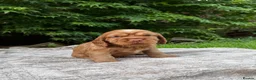 Cocker Spaniel dogs for sale: Stunning KC/Health tested working cocker spaniels - Advert 3