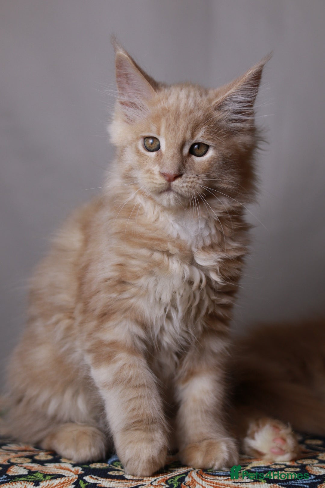 Maine Coon cats for sale: Rare Red Female Maine Coon – TICA Registered - Advert 5