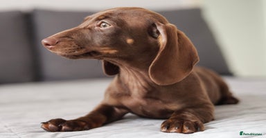 Dachshund dogs - Advert 5