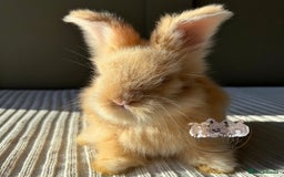 Angora rabbits for sale: Fully Vaccinated Maxi Faced English Angora - Advert 11