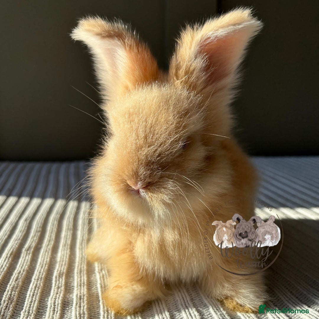 Angora rabbits for sale: Fully Vaccinated Maxi Faced English Angora - Advert 11