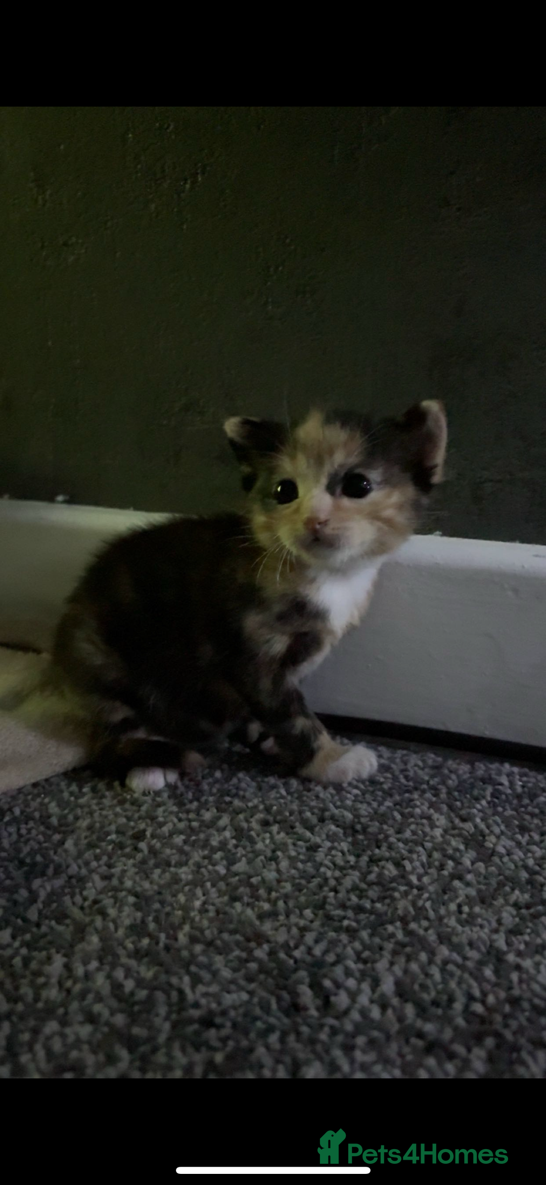 Mixed Breed cats for sale: Litter of 3 kittens for sale  - Advert 4