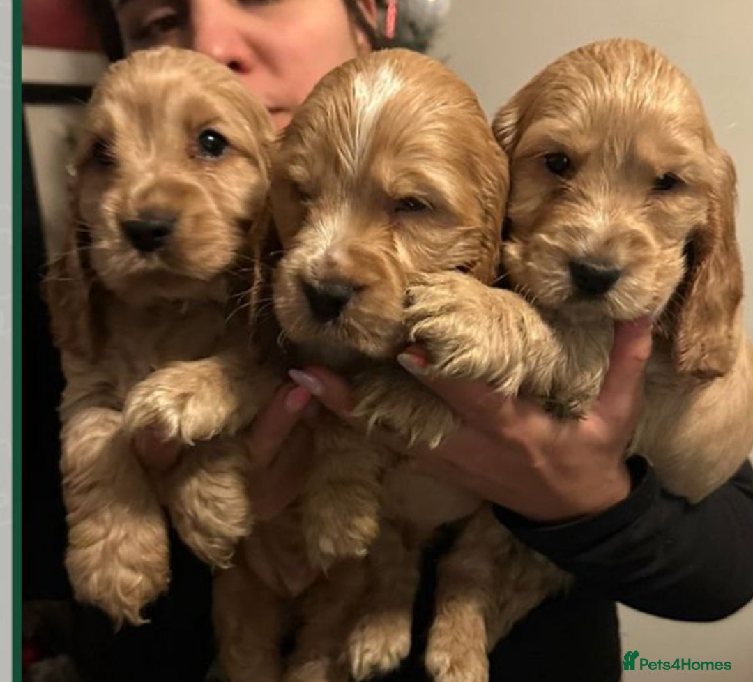 Cocker Spaniel dogs for stud: GOLDEN Show Cocker Pedigree Stud KC/BVA Tested in Bradford-on-Avon - Advert 20