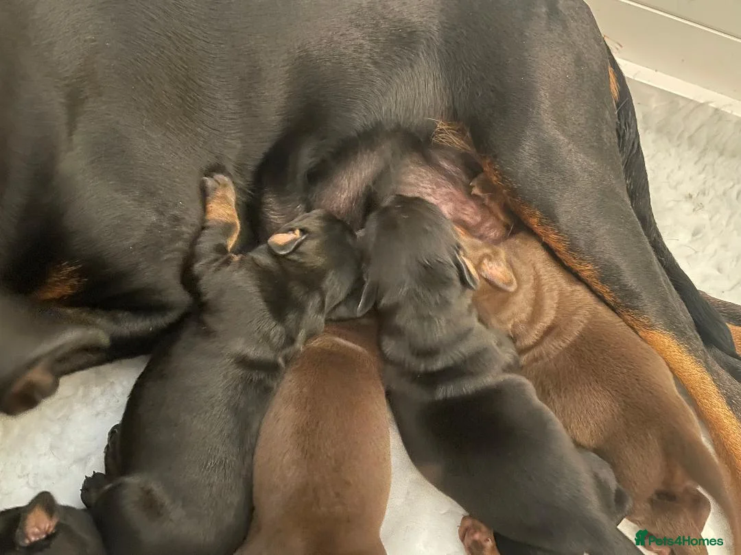 Dobermann dogs for sale: KC Reg Doberman - Health tested parents - Advert 9
