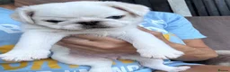 Pug dogs for sale: Beautiful Exotic Pug Puppies - Advert 13