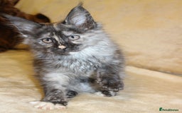 Maine Coon cats for sale: Beautiful GCCF registerd Maine Coon Girls - Image 6