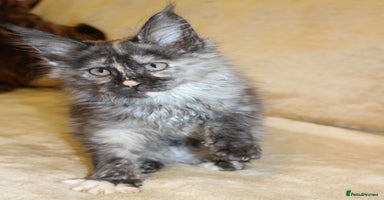Maine Coon cats Beautiful GCCF registerd Maine Coon Girls - Advert 6