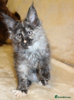 Maine Coon cats Beautiful GCCF registerd Maine Coon Girls - Advert 7