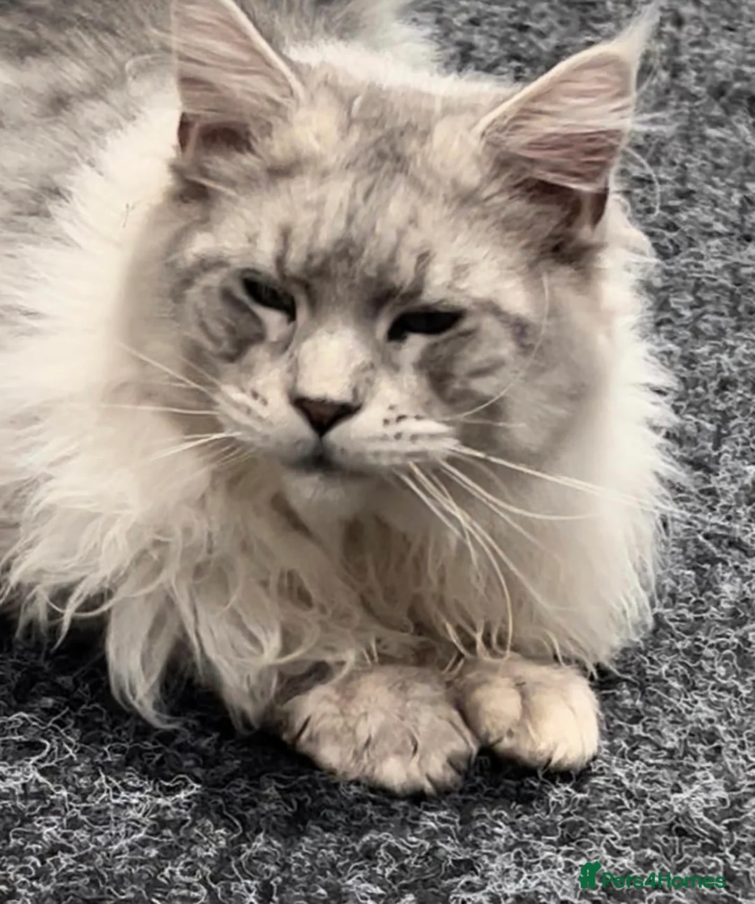Maine Coon cats for stud: TICA High silver Maine coon stud in Brighouse - Advert 6
