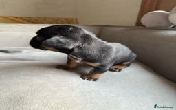 Mixed Breed dogs for sale: french bulldog x jack russell  - Image 7
