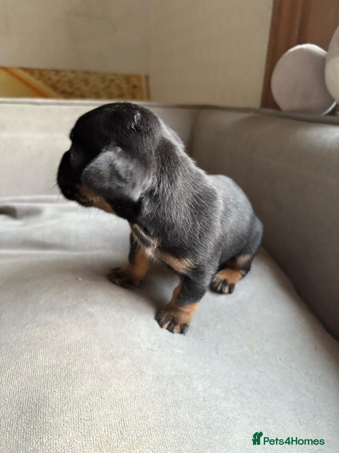Mixed Breed dogs for sale: french bulldog x jack russell  - Image 7