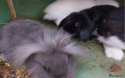 Mini Lion Lop rabbits for sale: Mini Lion Lops. - Image 7