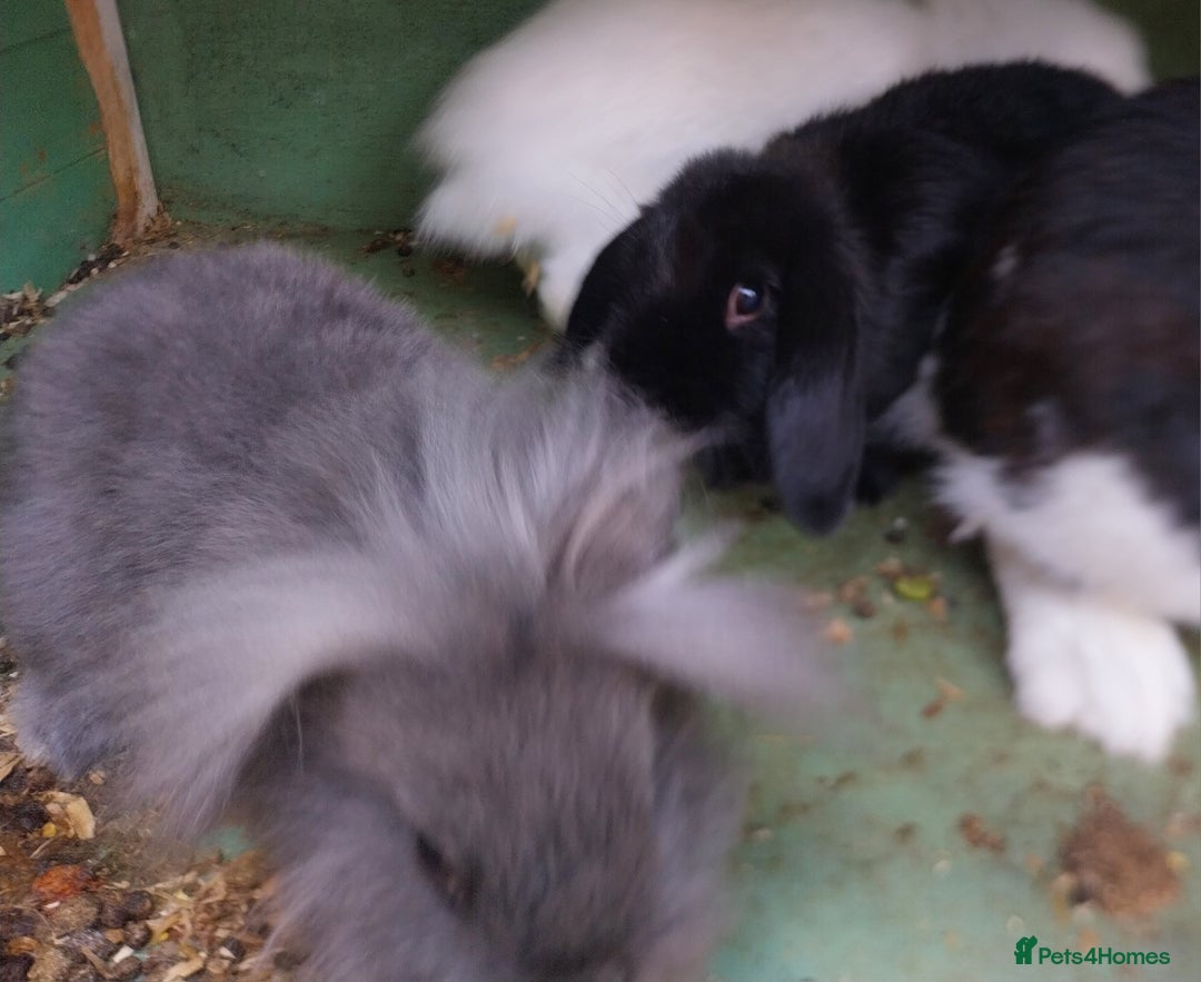 Mini Lion Lop rabbits for sale: Mini Lion Lops. - Image 7