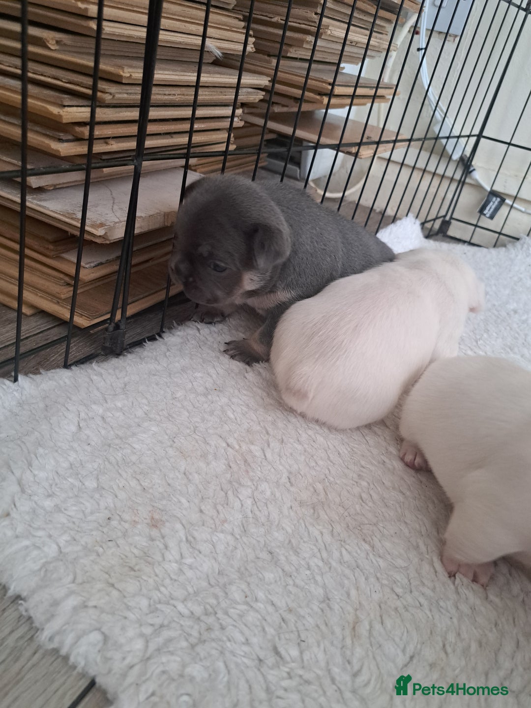French Bulldog dogs for sale: French fancies puppies  - Image 5