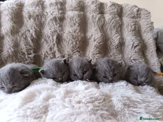 British Shorthair cats Gccf registered blue BSH kittens - Advert 10
