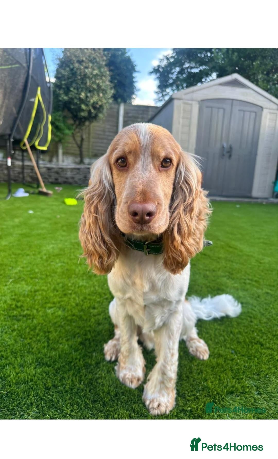 Cocker Spaniel dogs for sale: 🐾 Beautiful Show Cocker Spaniel Puppies 🐾 - Advert 2
