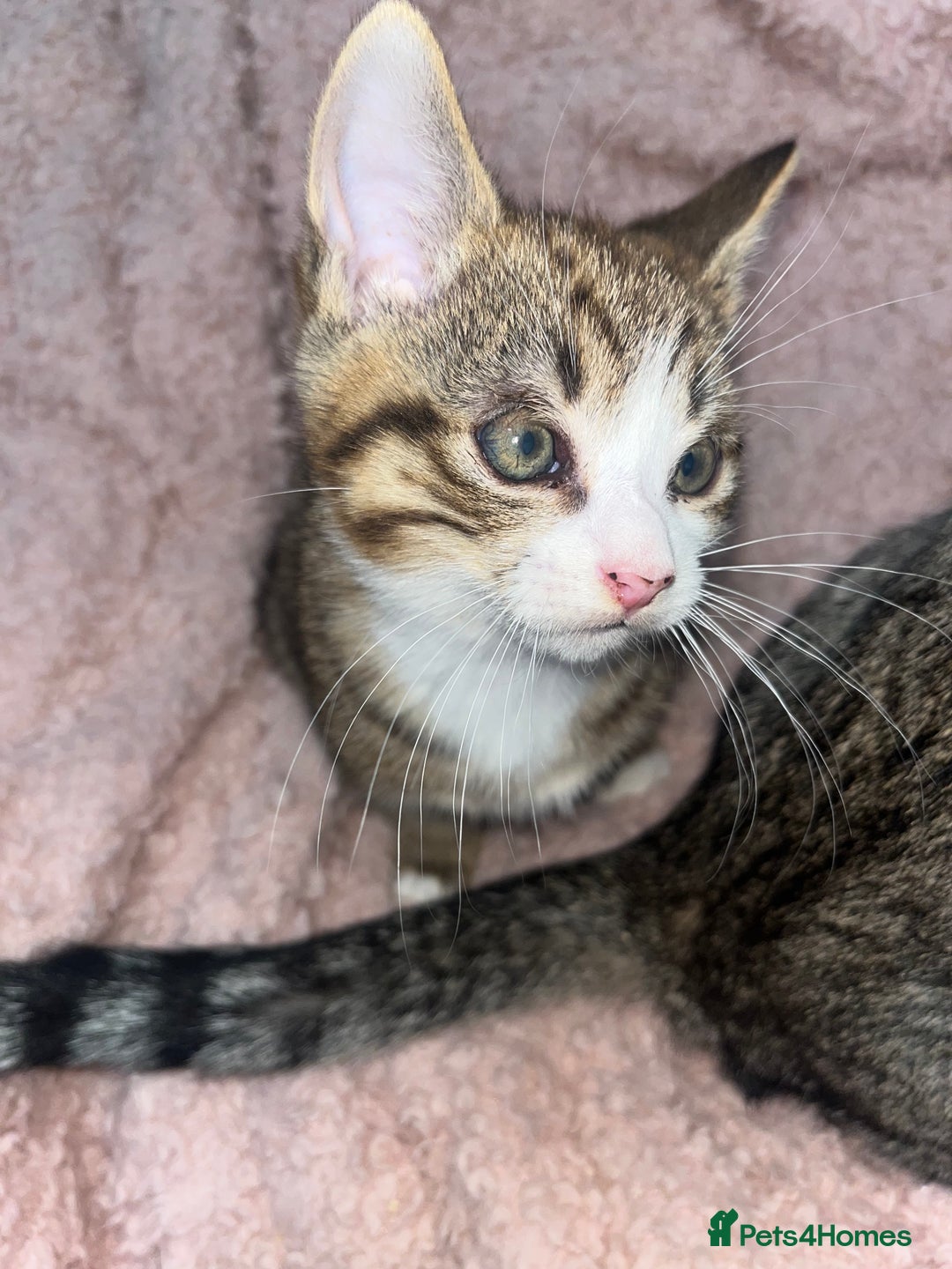 Mixed Breed cats for sale: Beautiful Half Bengal Boy Looking For His New home - Advert 3