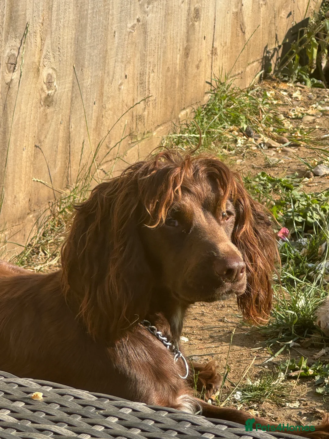 Cocker Spaniel dogs for sale: Cocker spaniels in Stowmarket - Advert 12