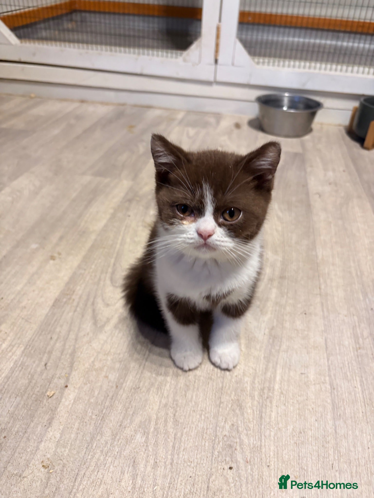 Scottish Fold cats Pick and mix Scottish fold kittens  - Advert 2