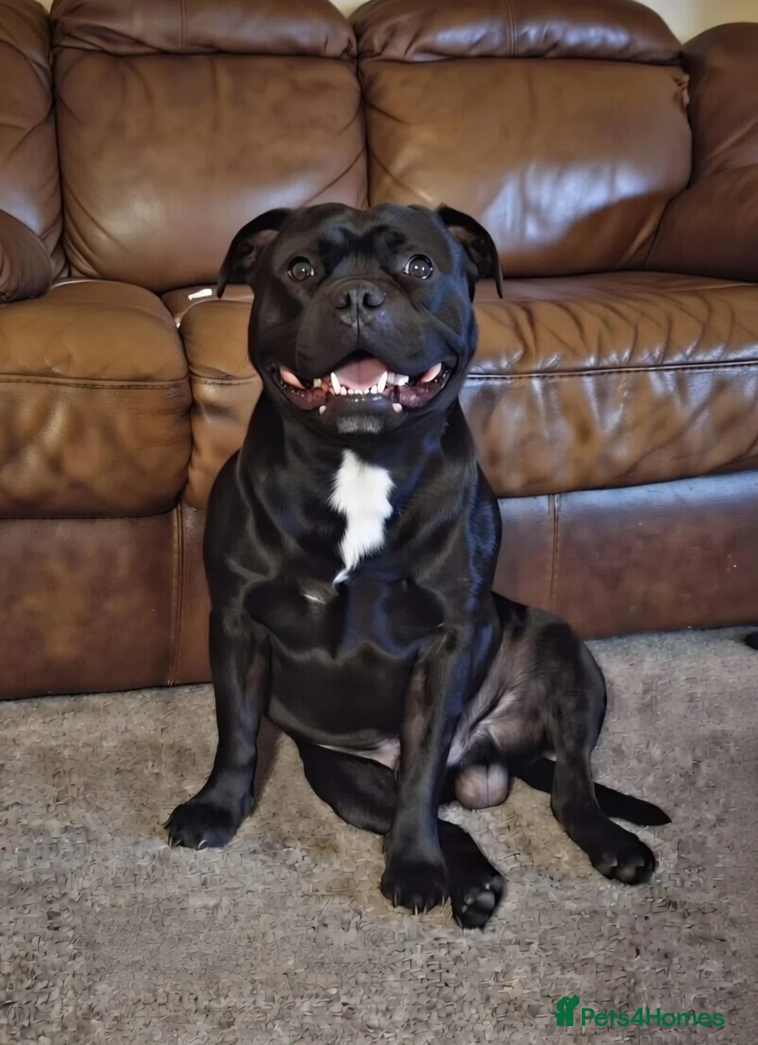 Staffordshire Bull Terrier dogs for stud: Ivan AKA Ivan The Greatest 🔥🔥 - Advert 2