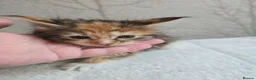 Maine Coon cats for sale: Beautiful Maine Coon Kittens Amazing Lines - Advert 18