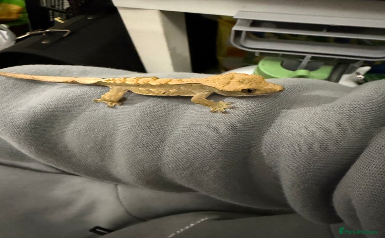 Gecko reptiles - Advert 4