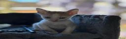 Cornish Rex cats for sale: Beautiful kittens  - Advert 9