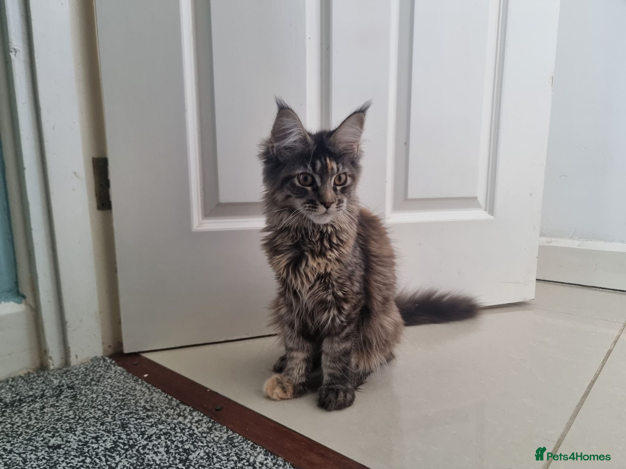 Maine Coon cats LAST TICA reg. female  - Advert 3