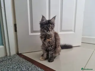 Maine Coon cats LAST TICA reg. female - Advert 3