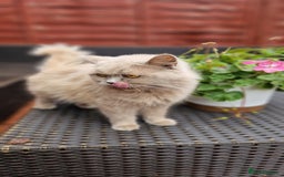 British Longhair cats for sale: British long hair - Image 1