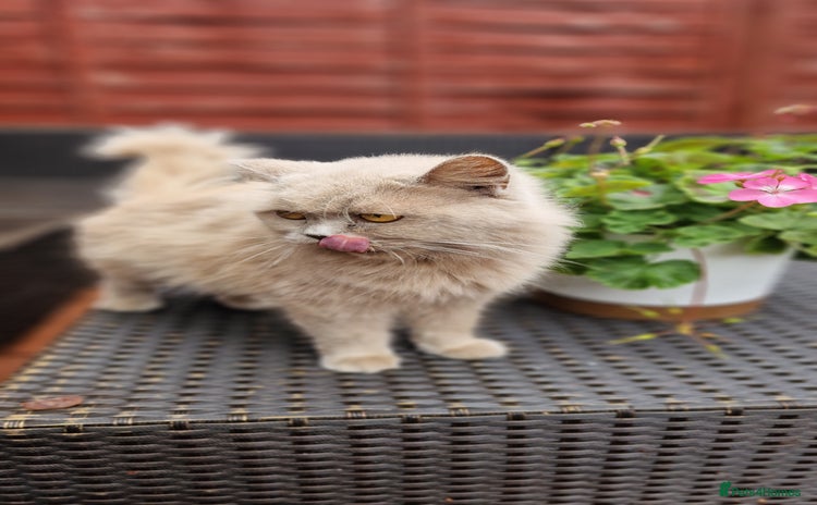British Longhair cats - Advert 1