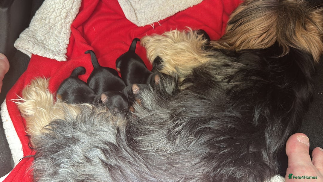 Yorkshire Terrier dogs for sale: Yorkshire terrier puppies  - Image 3