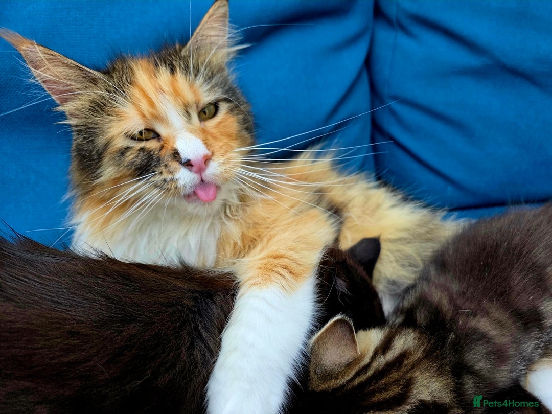 Mixed Breed cats for sale: Maine Coon Cross Kittens for Sale  - Image 6