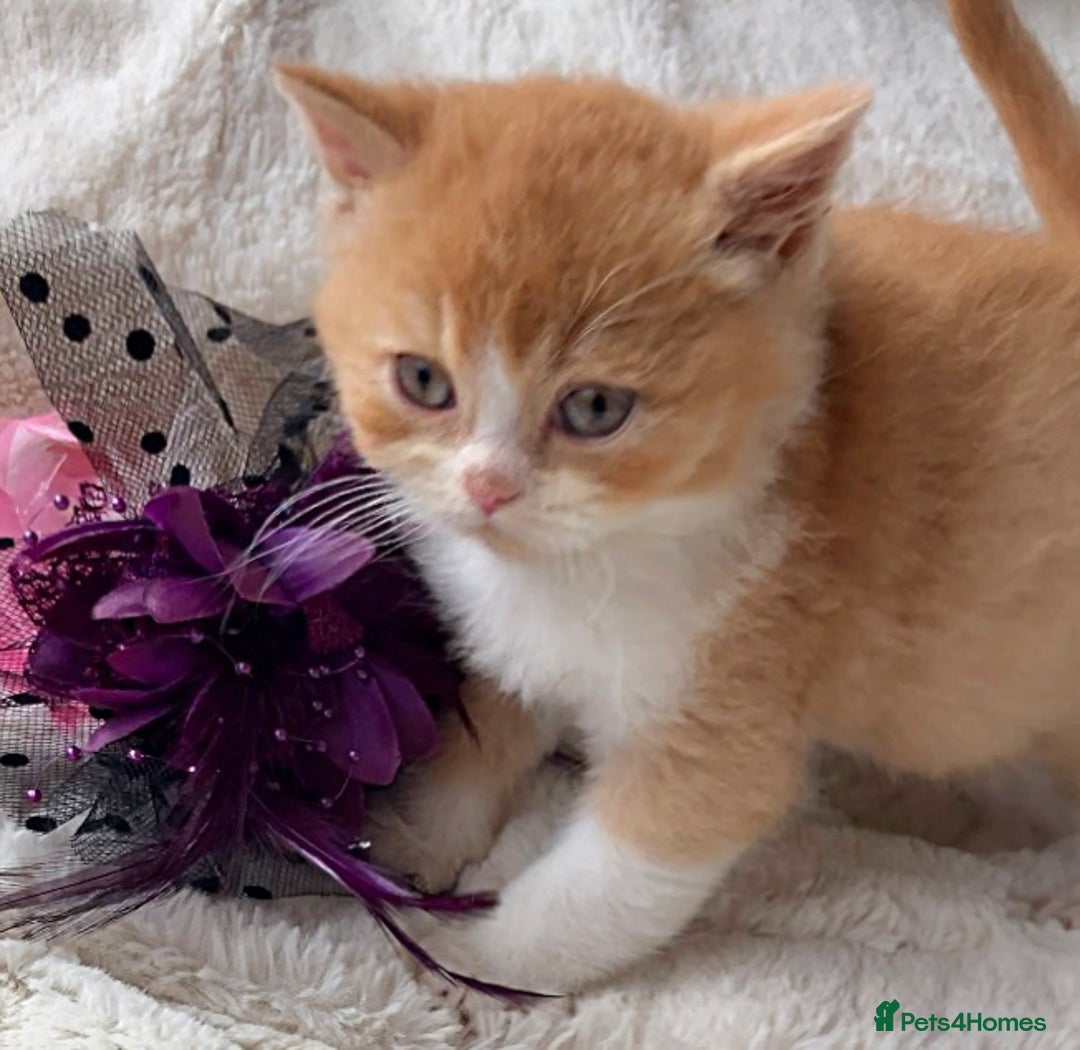 British Shorthair cats for sale: Gorgeous British Shorthairs TICA Registered - Advert 3