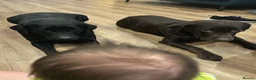 Labrador Retriever dogs for sale: Wonderful KC Chocolate Labrador Pups for Sale - Advert 10