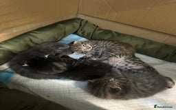 British Shorthair cats for sale: BEAUTIFUL BRITISH SHORT HAIR CROSS KITTENS - Image 6