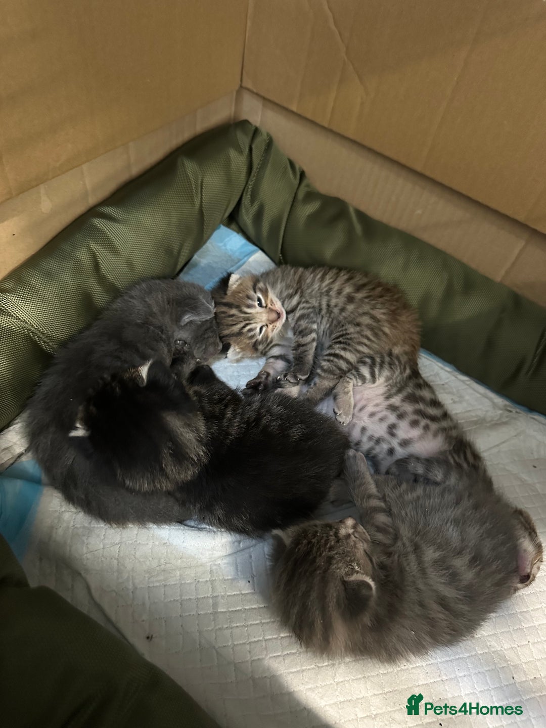 British Shorthair cats for sale: BEAUTIFUL BRITISH SHORT HAIR CROSS KITTENS - Image 6