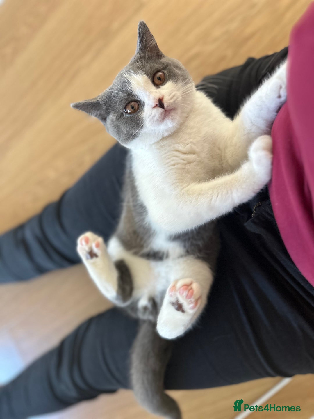 British Shorthair cats for sale: British shorthair blue and white, 4 months old  - Image 13