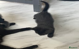Mixed Breed cats for sale: 4 beautiful mixed / BSH kittens  - Image 11