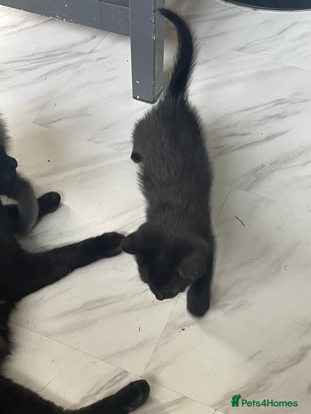 Mixed Breed cats for sale: 4 beautiful mixed / BSH kittens  - Image 11