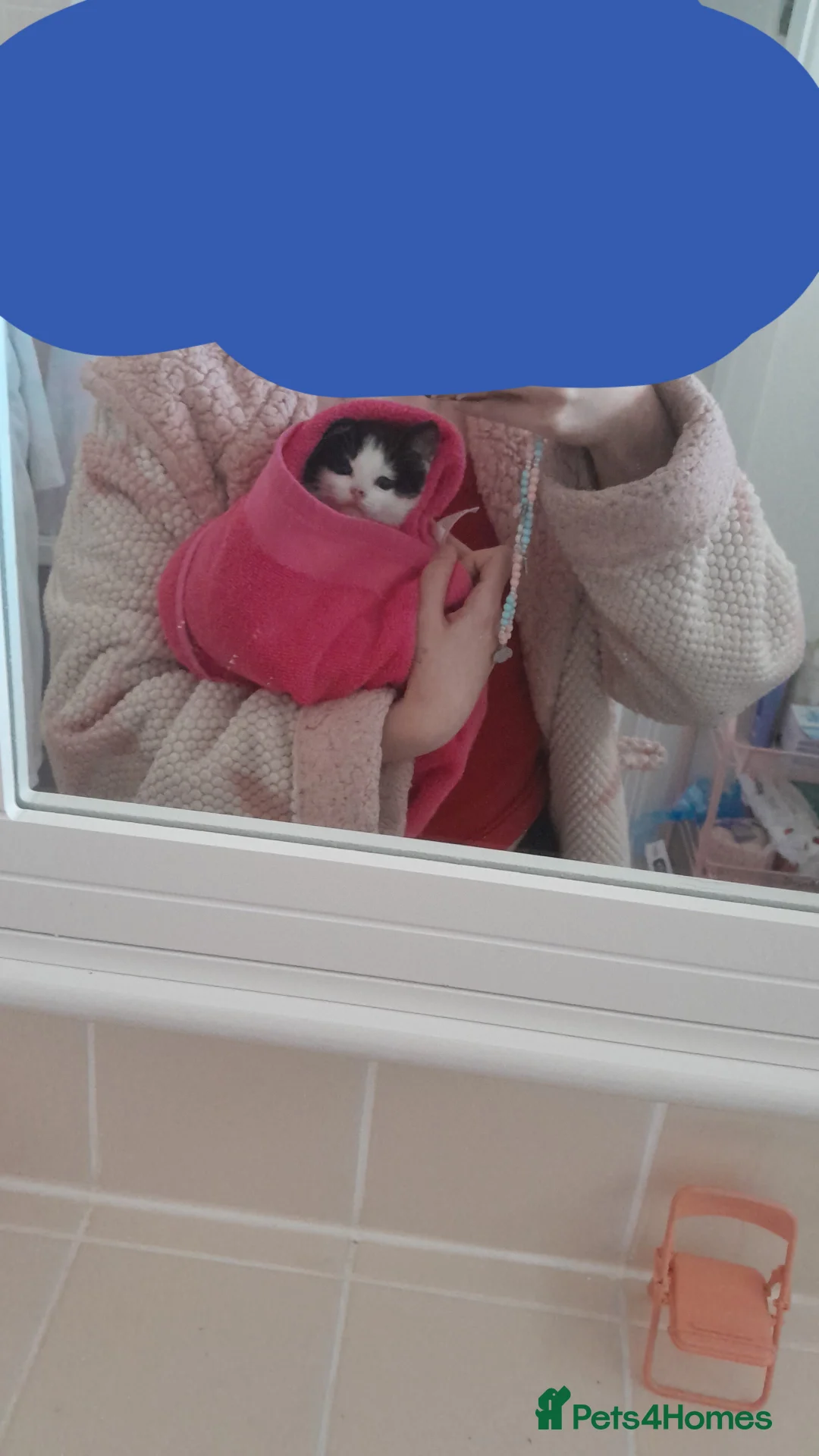 Mixed Breed cats for sale: Beautiful white and black kitten  in Waltham Cross - Advert 2