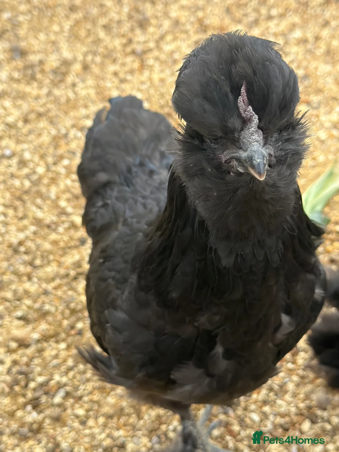 Chickens poultry for sale: Silkie cockerel and a Pekin cockerel  - Advert 4