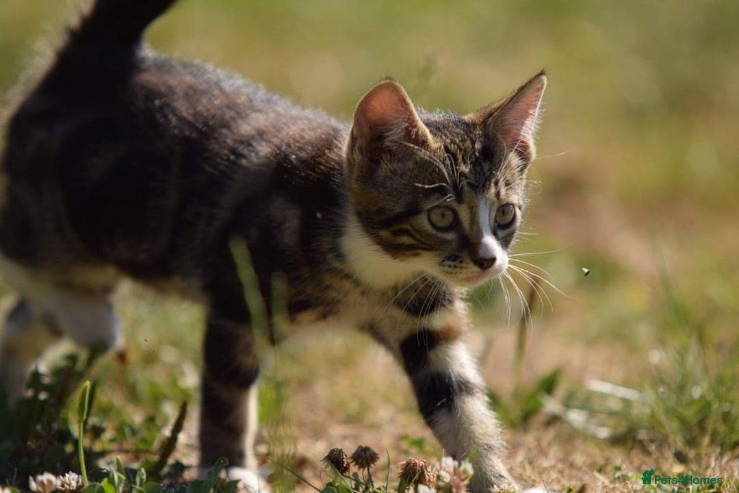 Mixed Breed cats for sale: Stunning kittens looking for loving home  - Image 7