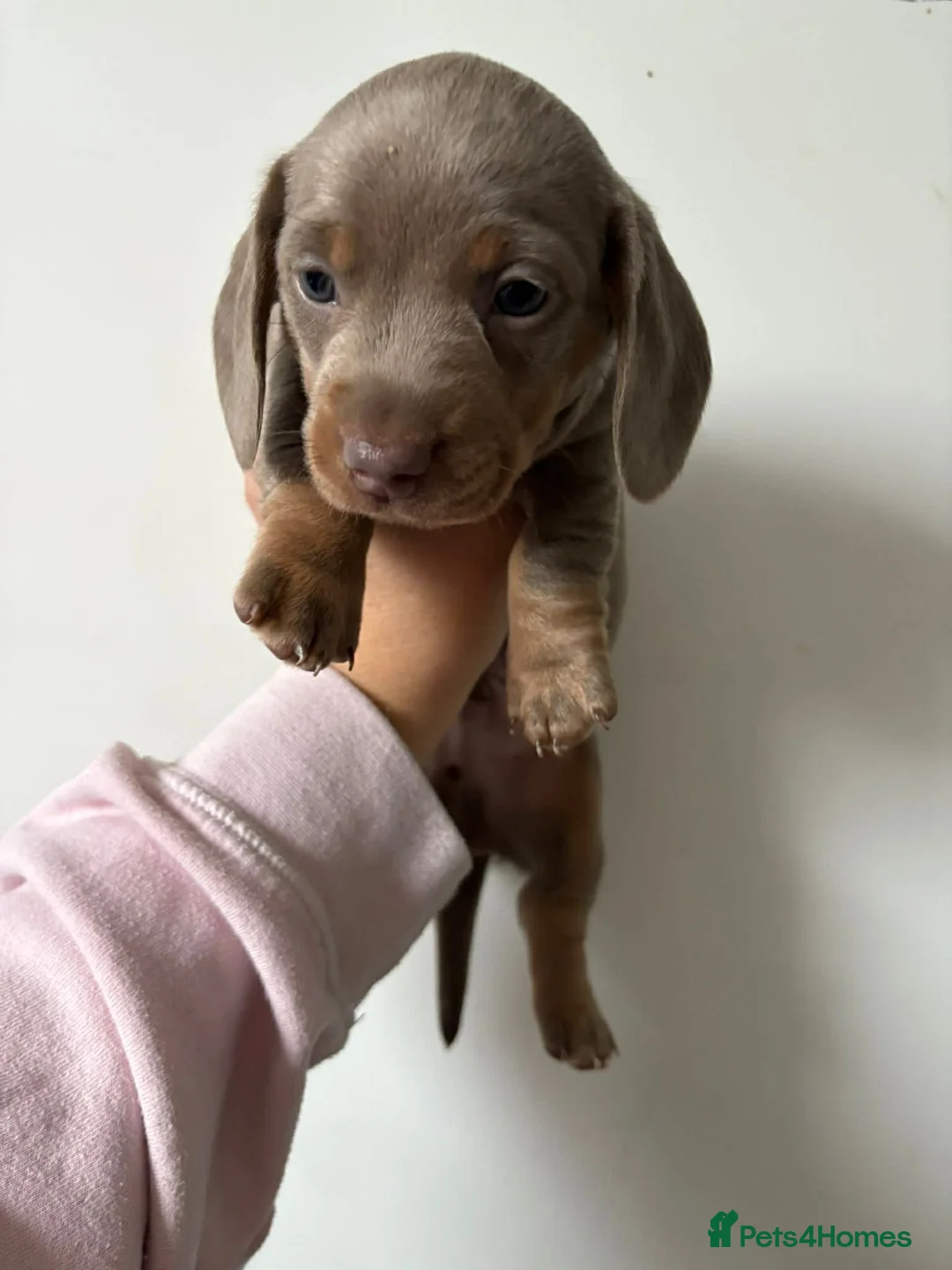 Miniature Dachshund dogs for sale: 16 week old boys  in Derby - Advert 19