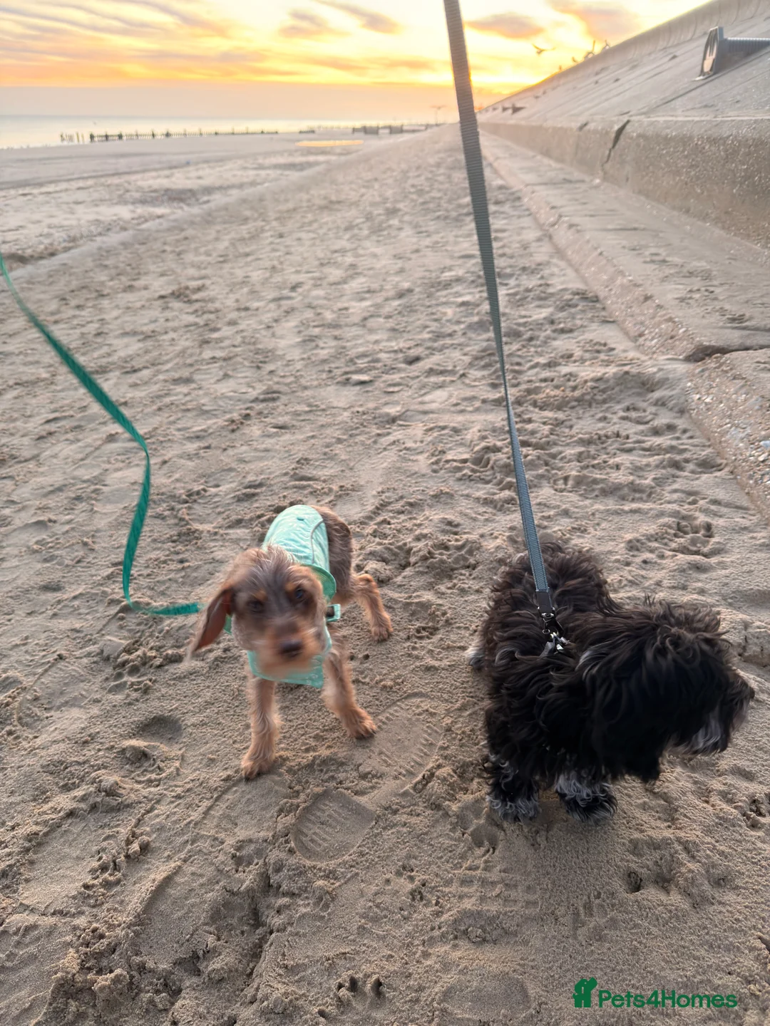 Doxiepoo dogs for sale: My 2 gorgeous Doxiepoo boys - Advert 3