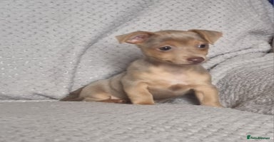 Jack Russell dogs - Advert 11