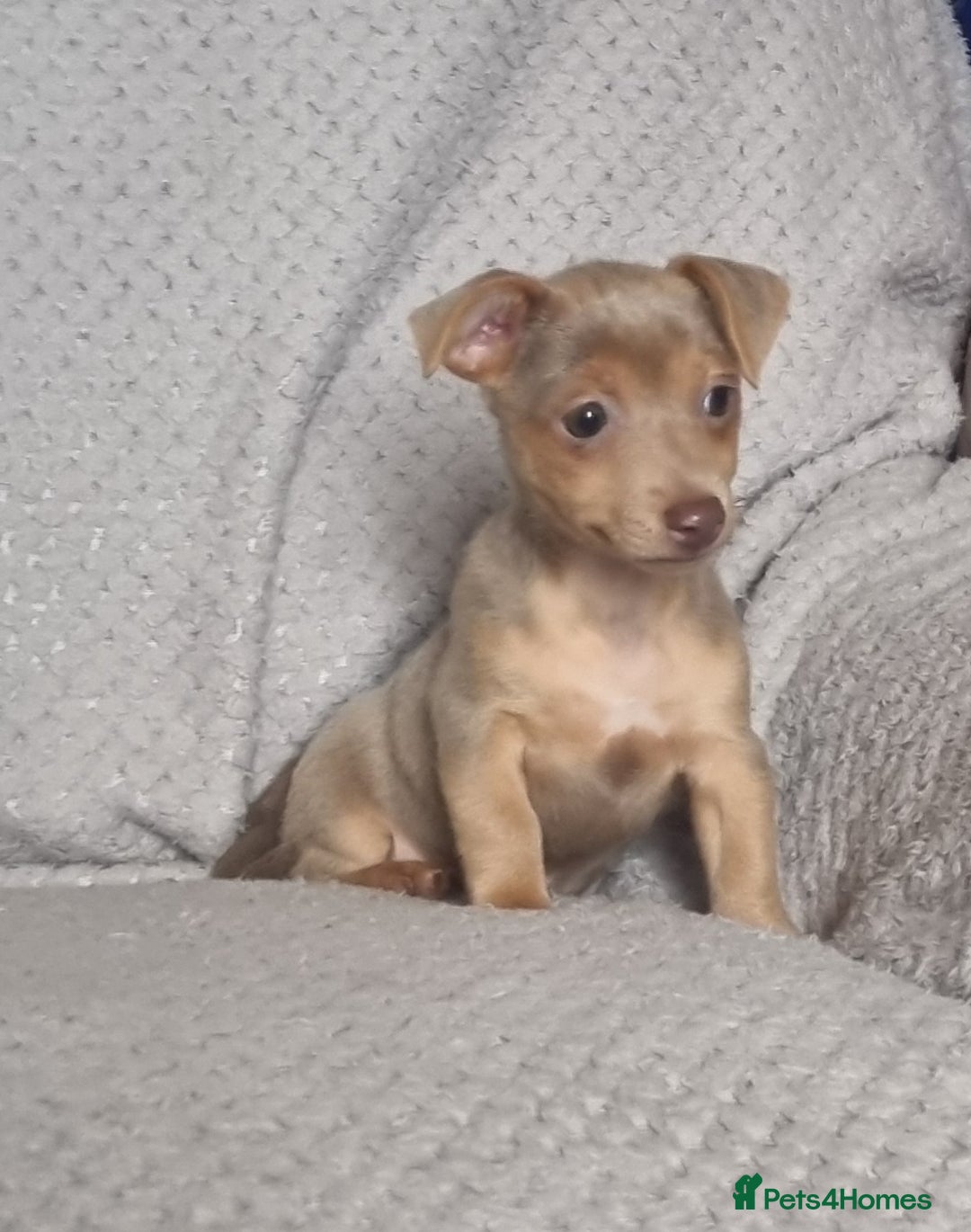 Jack Russell dogs for sale: Miniature jack Russell's only 3 available now - Image 1